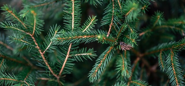christmas_tree_branches_forest_closeup_natural_background