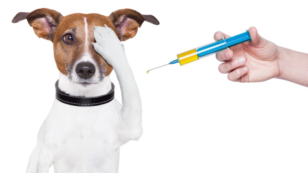 Profilaxia da raiva e outras zoonoses – vacinação antirrábica