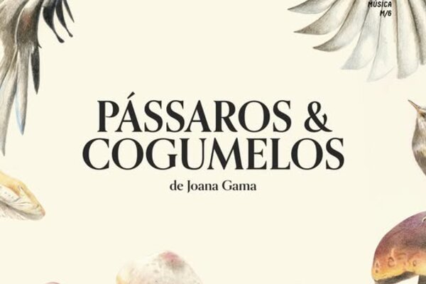 passaros___cogumelos