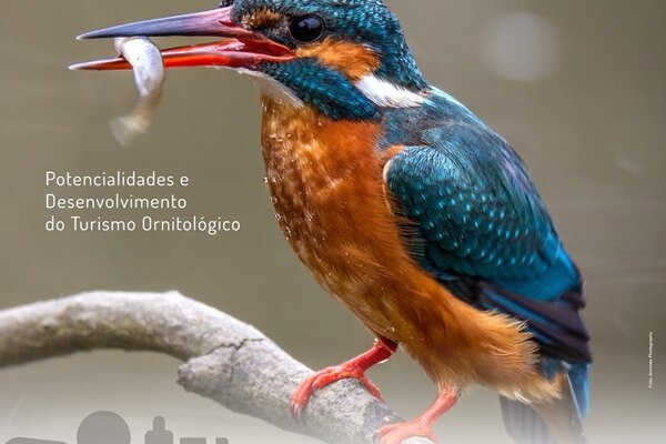 poster_birdwatching_web