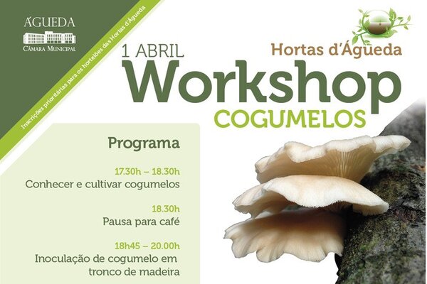 folheto_workshopcogumelos2_01_1_725_999