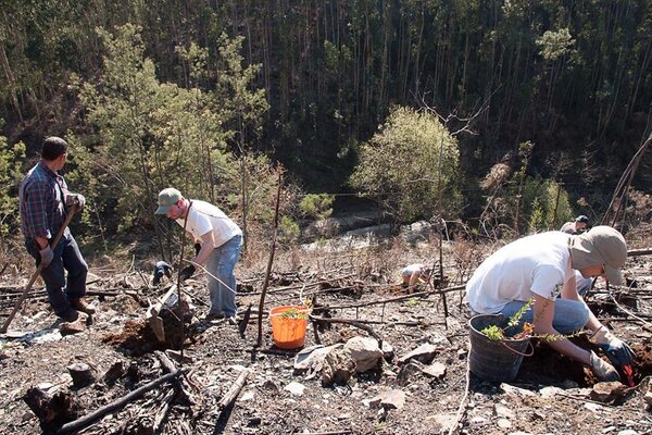 acaoplantacaocabecosanto