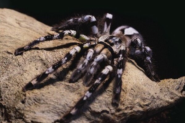 viagem_mundo_aranhas