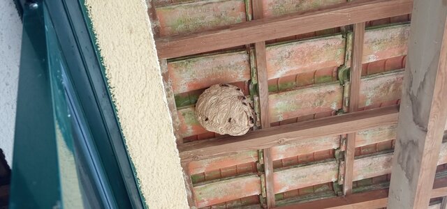 ninho_vespa_asiatica