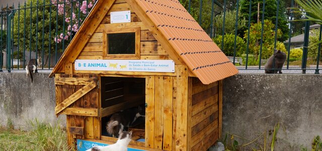 casa_abrigo_para_gatos