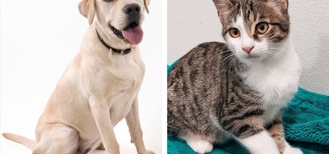 campanha_esterilizacao