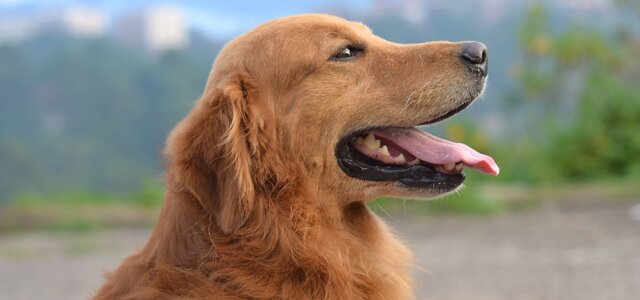 vacinacao_anti_rabica