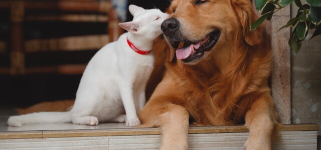 vecteezy_cao_e_gato_12484995