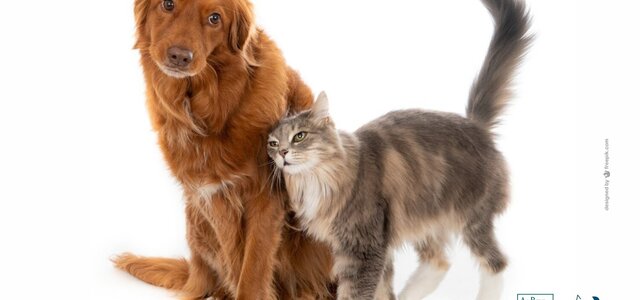 campanha_de_esterilizacao_de_animais_de_companhia