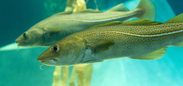 aquario_dos_bacalhaus1