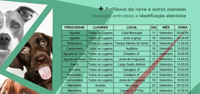 jpg_campanha_caes_recortado_2000px