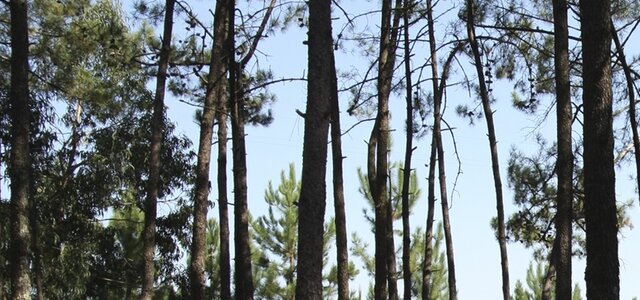 nema_todo_do_pinheiro