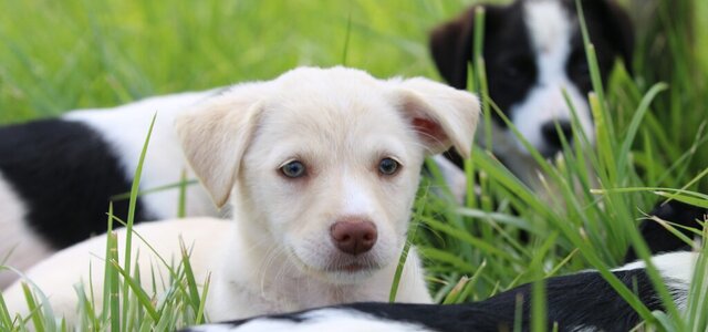 img_9290_1_1024_2500