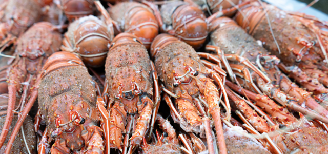 festival_do_mariscosdwada__3_