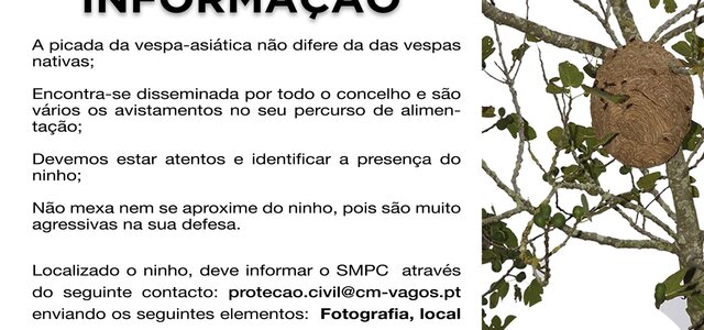 inf_vespa_asiatica_vfo