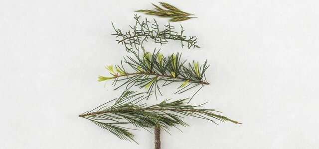 oferta_pinheiros_natal_1