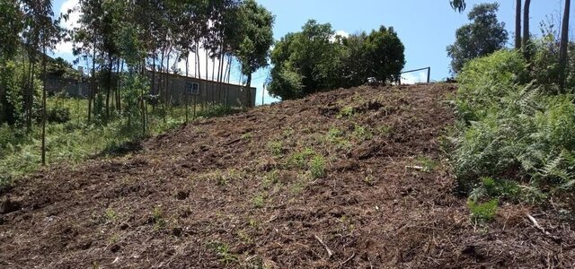 limpeza_floresta_2020_site