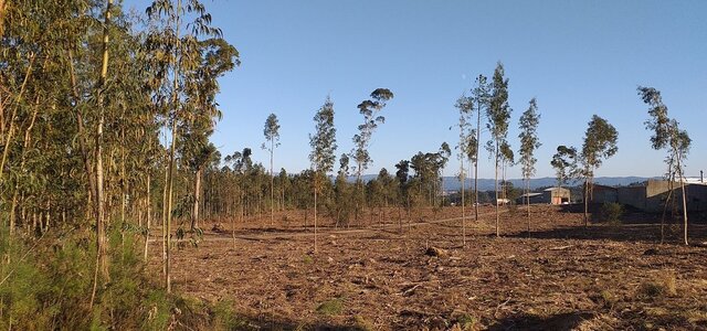 plano_municipal_de_defesa_da_floresta_contra_incendios