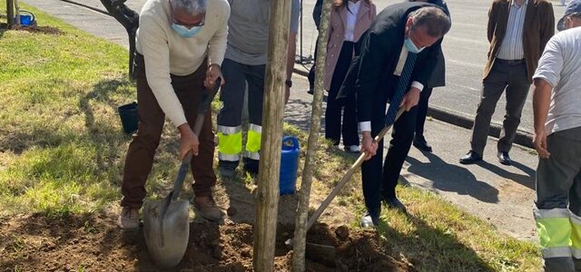 dia_arvore_plantacao_1