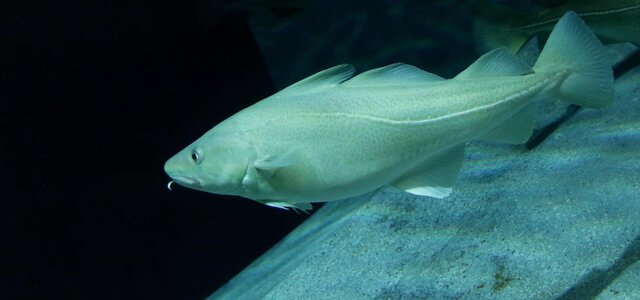 aquario_dos_bacalhaus