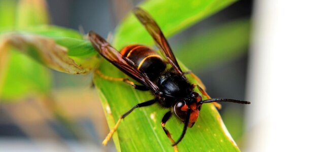 vespa_velutina_1_1024_2500