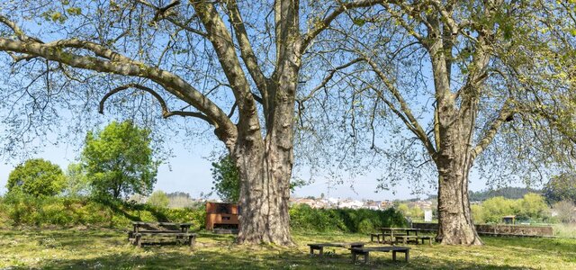 platanos_1_1024_2500