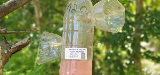 armadilhas_vespas_asiaticas_