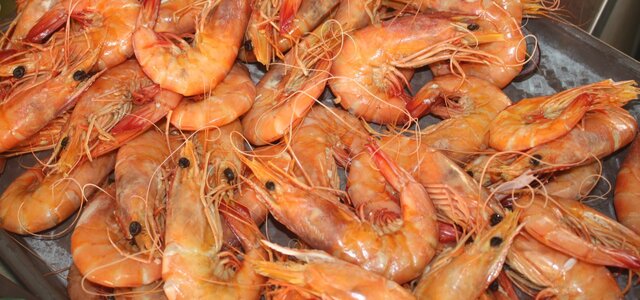 praias_festival_marisco__2_