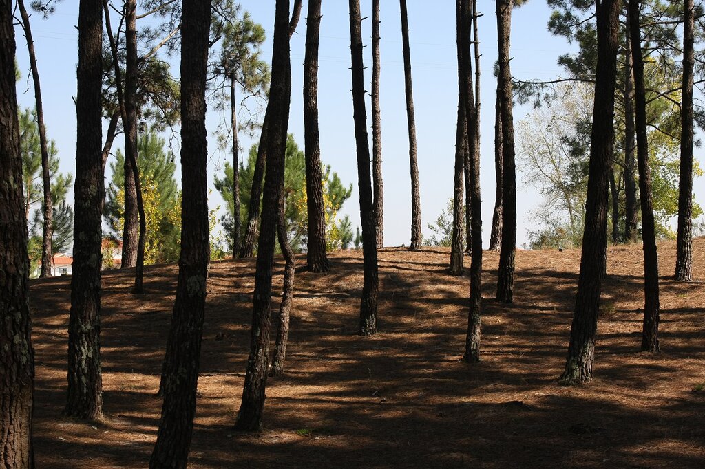 ANPC Adverte para situações de tentativa de burla