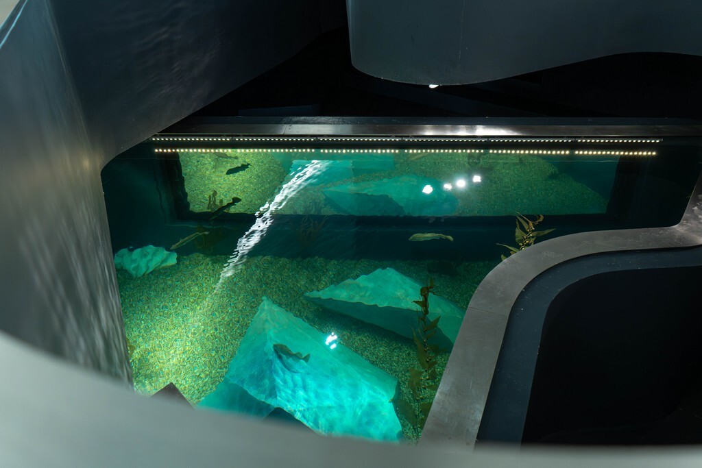 Reabertura do Aquário dos Bacalhaus