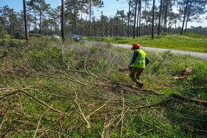 limpeza da floresta