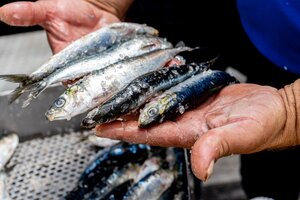 Festival da Sardinha 2025