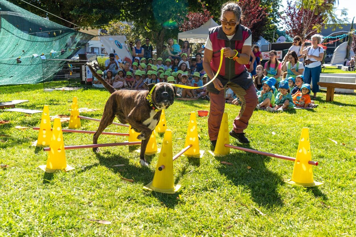 Festival Cabelos Brancos 