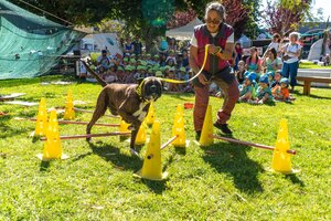 Festival Cabelos Brancos 