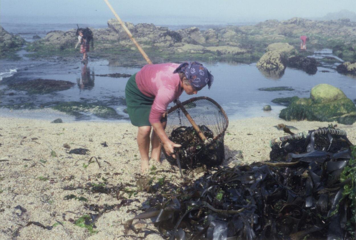 Sargaceiras - Fotografia de Ana Maria Lopes
