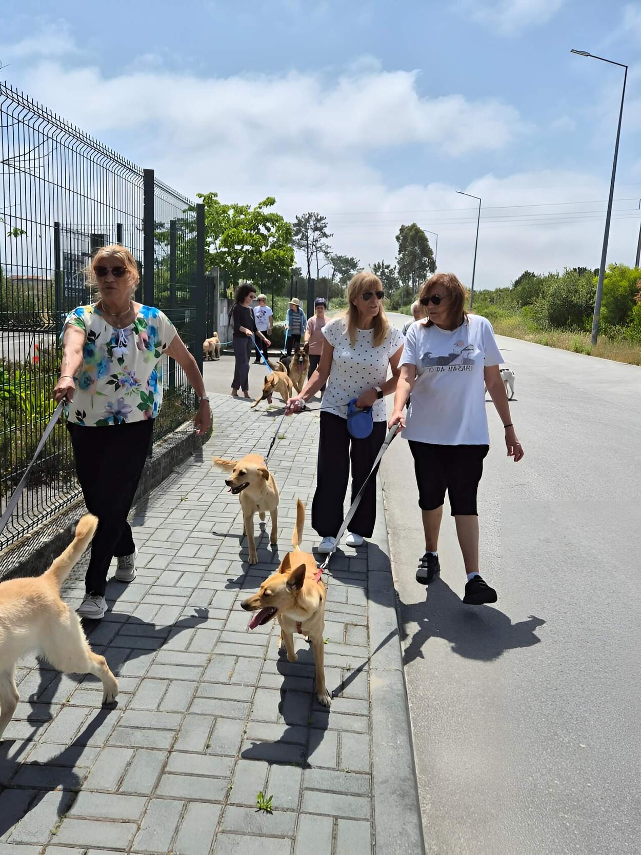 Passeio de Cães Para adoção