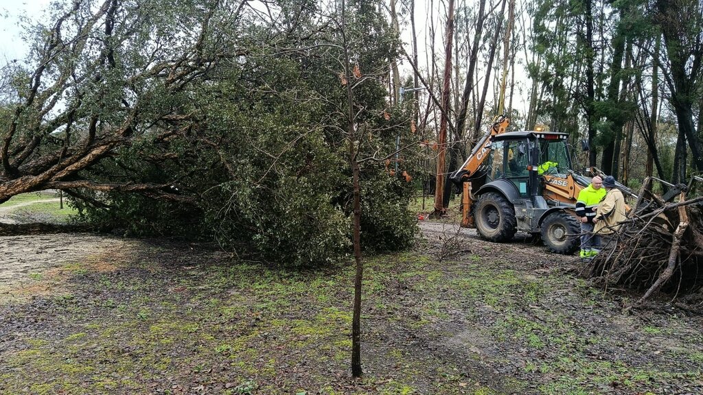 Queda de árvores do Parque dos Pinheiros Mansos