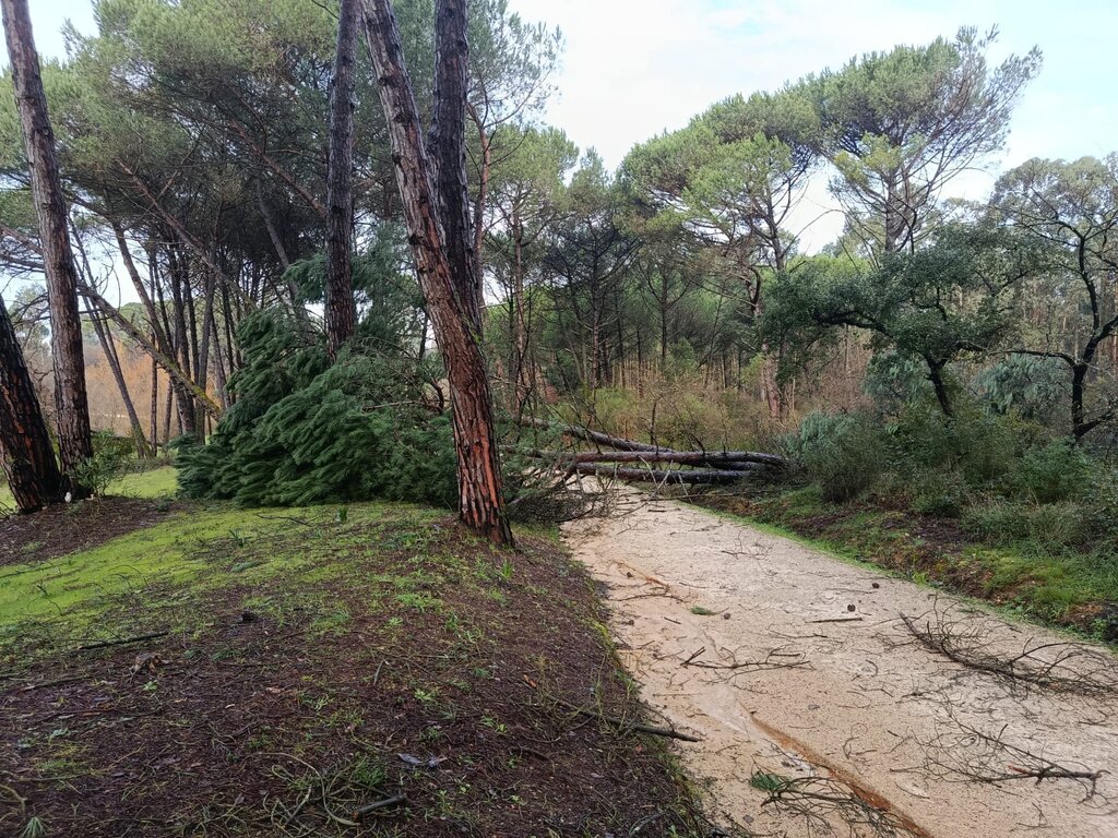 Queda de árvores do Parque dos Pinheiros Mansos