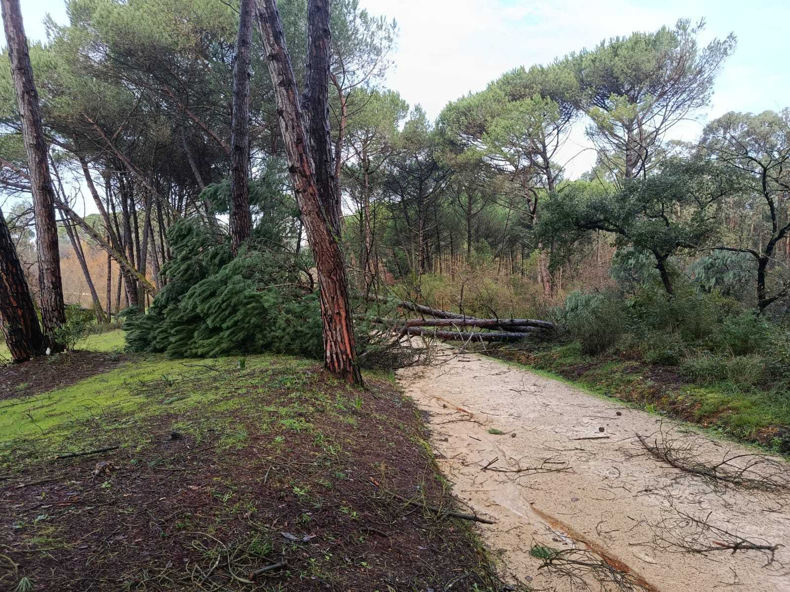 Queda de árvores do Parque dos Pinheiros Mansos