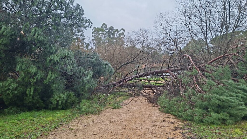Queda de árvores do Parque dos Pinheiros Mansos