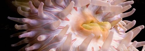 Exposição «Revelações – vida na areia vida na rocha»