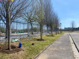 dia_arvore_plantacao_2