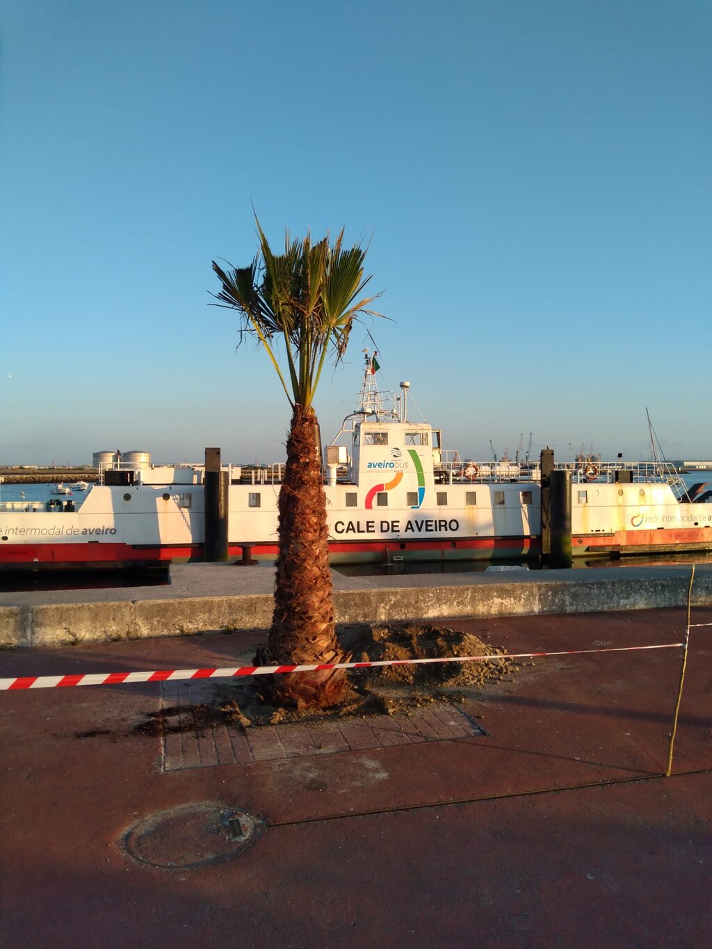 novas_palmeiras_sao_jacinto_3