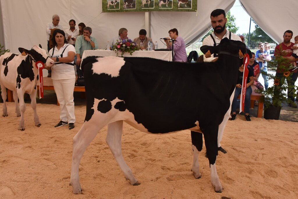 Holstein_013