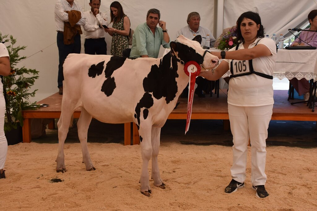 Holstein_014