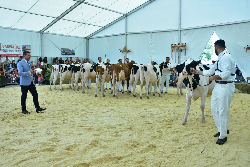 Holstein_030