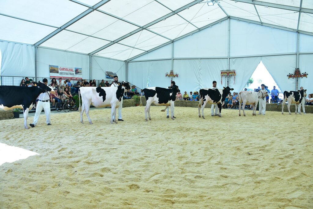 Holstein_040