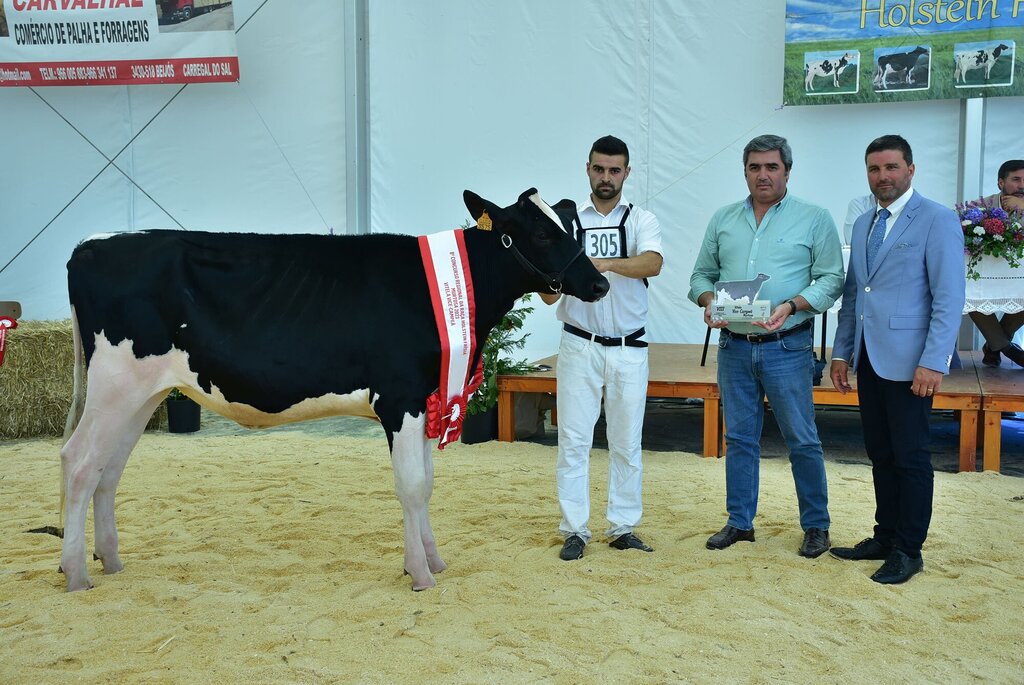 Holstein_042