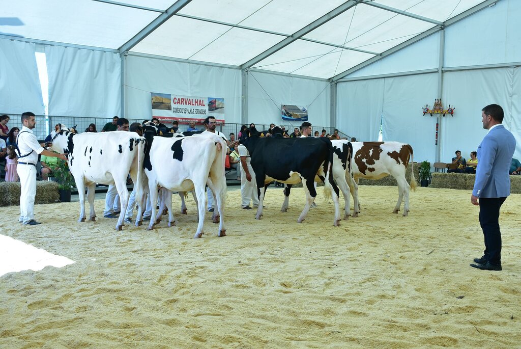Holstein_050