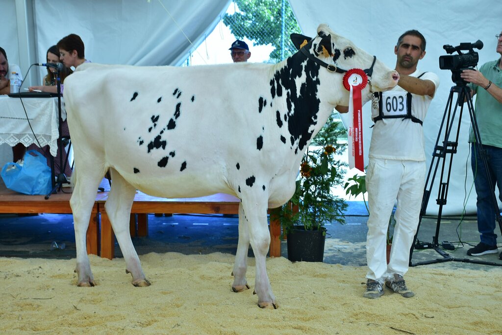Holstein_063